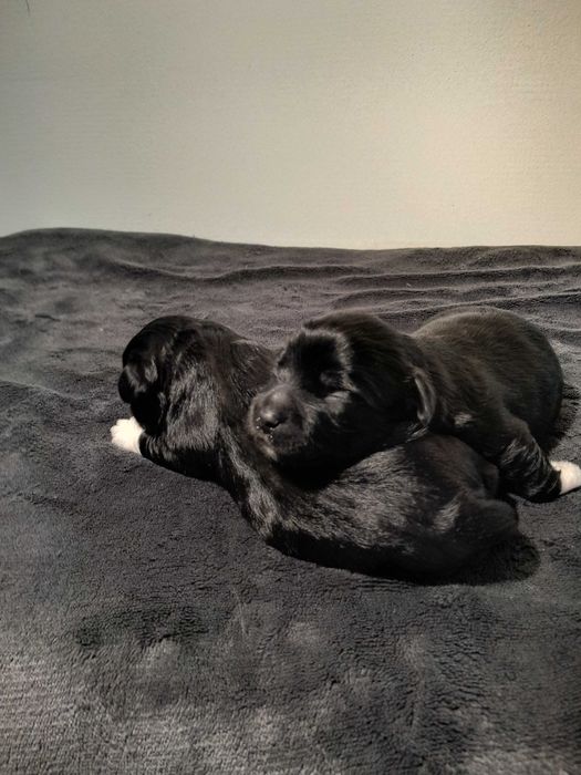 Hawańczyk czarny piesek ze skarpetkami z rodowodem