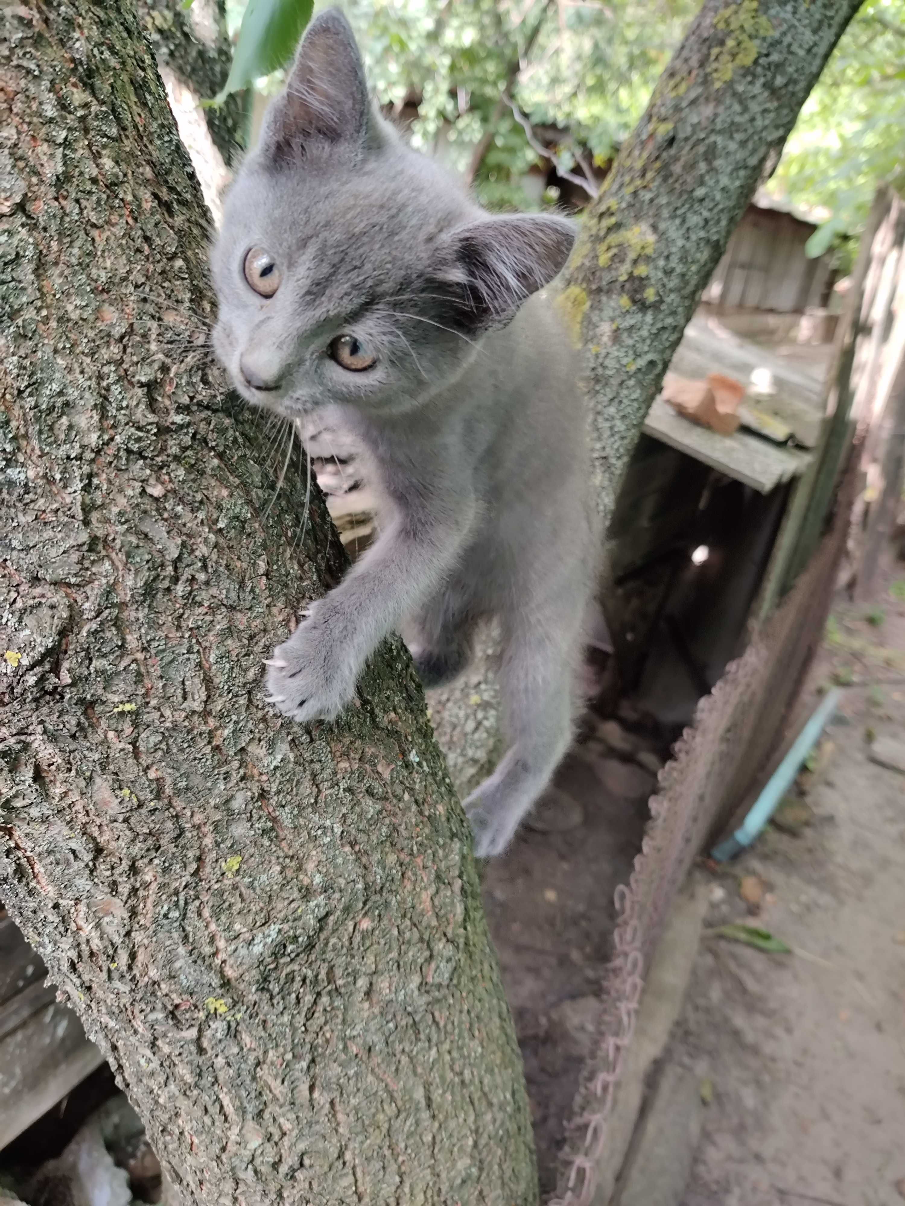 Кошенята віддам в добрі руки