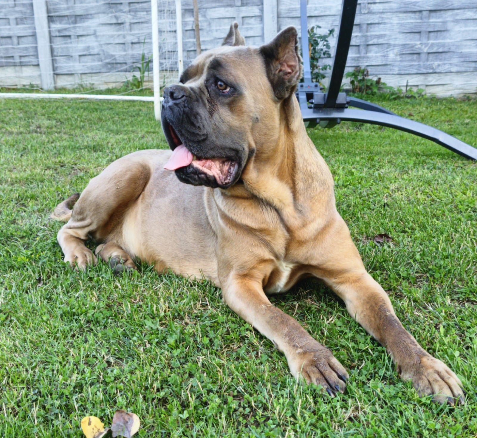 Cane Corso suczka mocna budowa