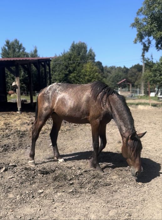 SAPHIRA - fryz-tarant ! - 2.5 roku