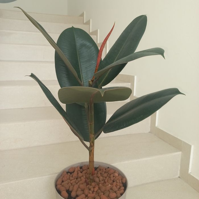 Фікус каучуковий. Продам 07- 1,0 метри.