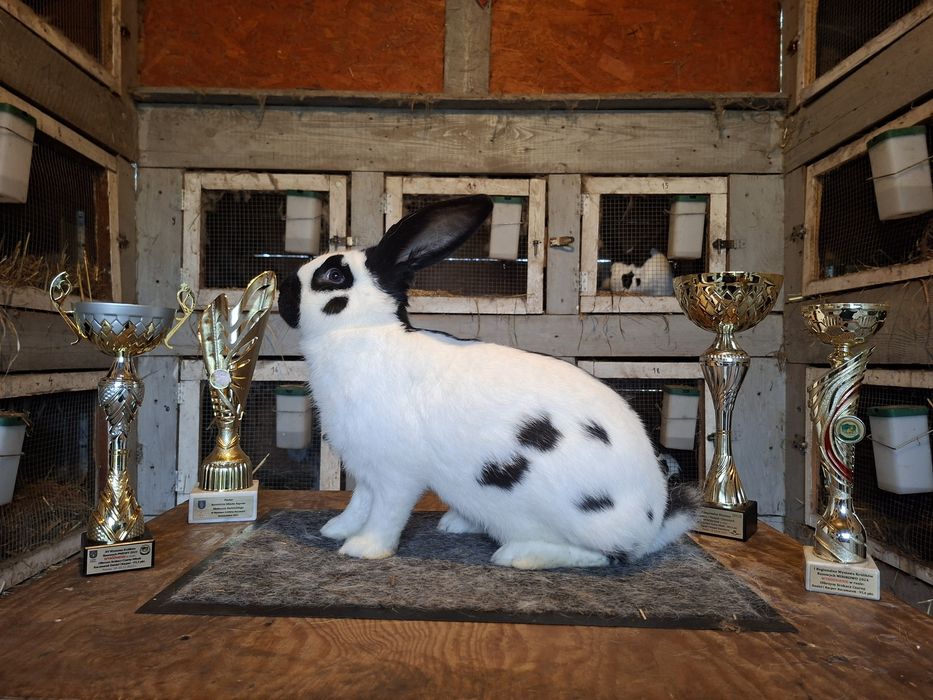 Olbrzym srokacz czarny rodowód