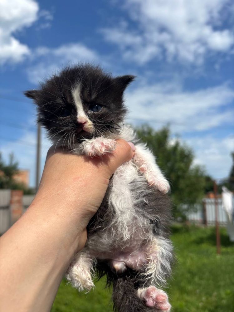 Віддам в добрі руки