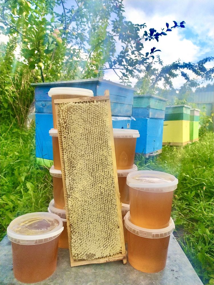 Продам Мед, соти, з власної лісової пасіки, Мёд, соты, медовий напій