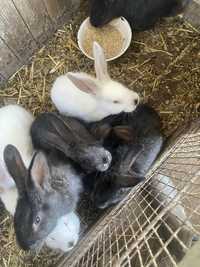Продам кроликів Різен ( Велетні)