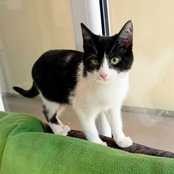 Kilkumiesięczna kotka Nastka do adopcji