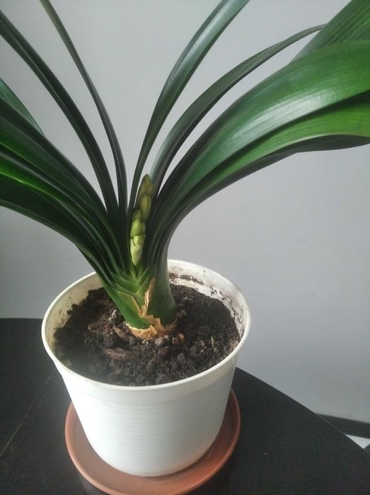 Sprzedam kwiaty doniczkowe