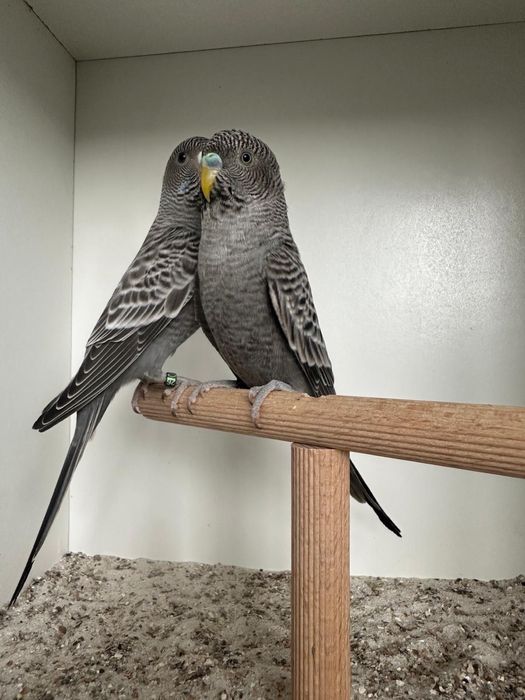 Casais periquitos black face