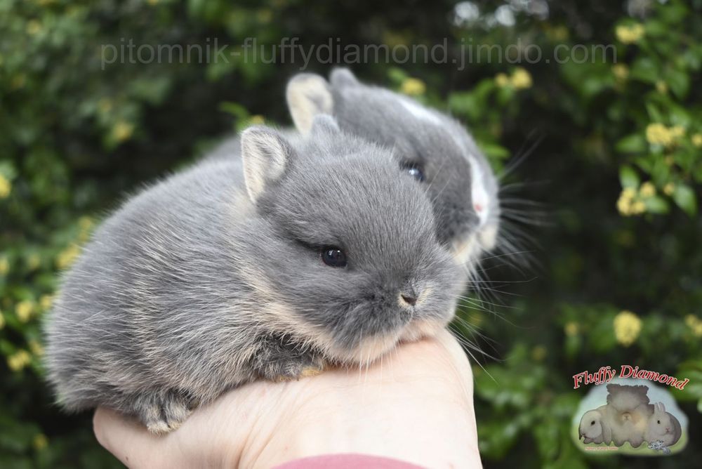 Нідерландський карлик. Кролик з маленькими вушками.