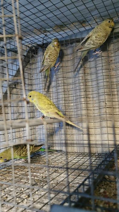 Periquitos  bleck feice