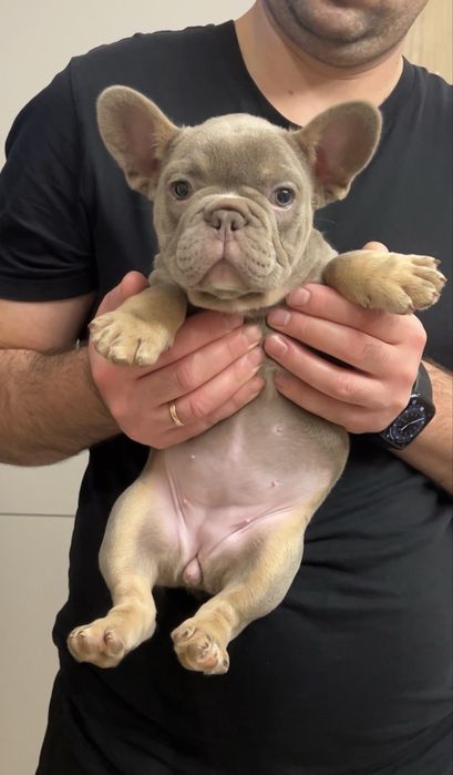 Isabella tan дівчинка