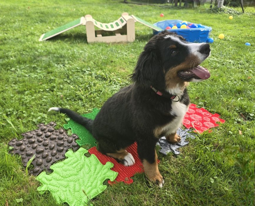 Szkolenie psów - Wodzisław Śląski