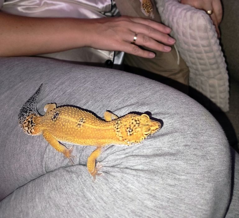 Gekony pustynne samice z terrarium.100x40x40 + gratisy