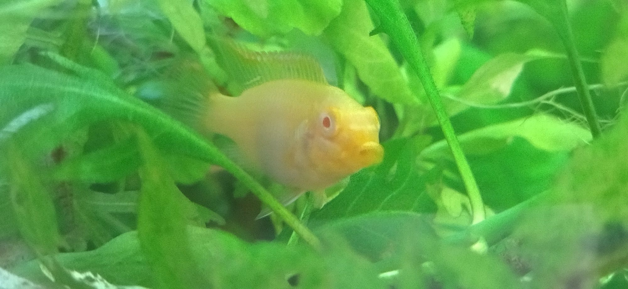 Pelvicachromis pulcher kribensis albino full red