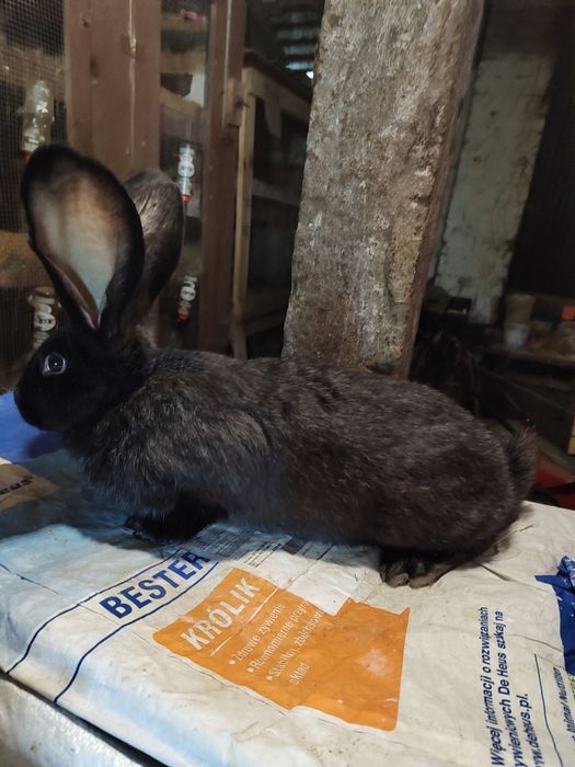 Olbrzym belgijski ZELAZISTY