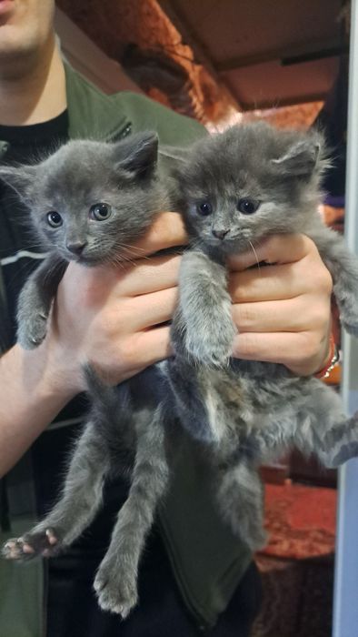 Отдам бесплатно серых котят