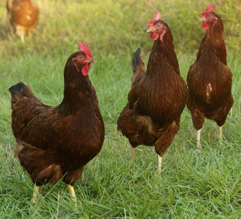 Kury nioski Leghorn Dobrzeń Wielki