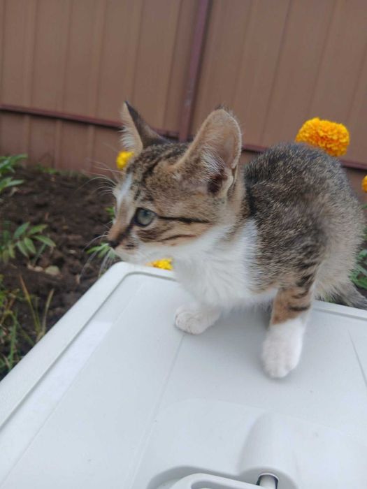 Кошеня з вулиці Тигрик