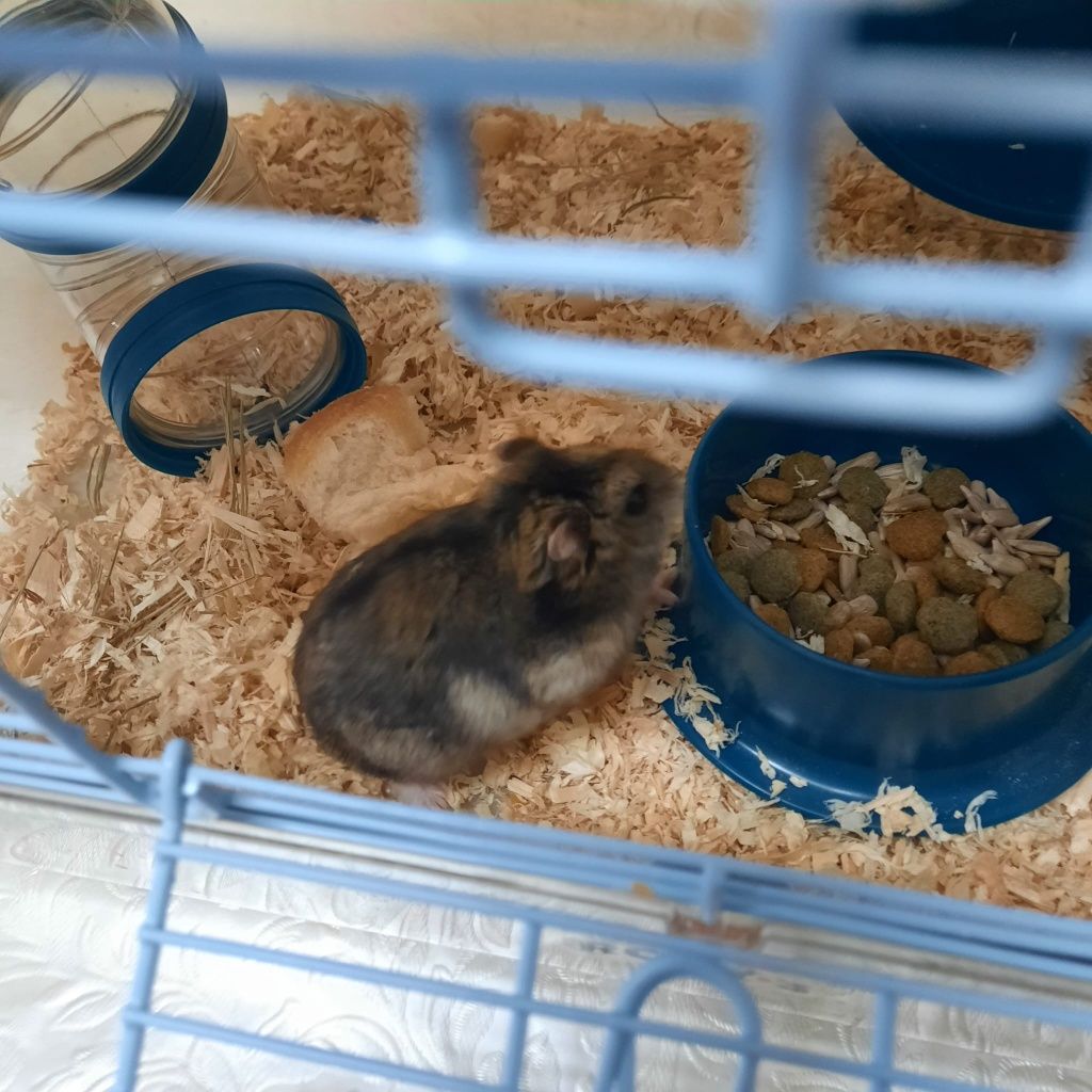 Hamster com kit completo e gaiola pequena de oferta