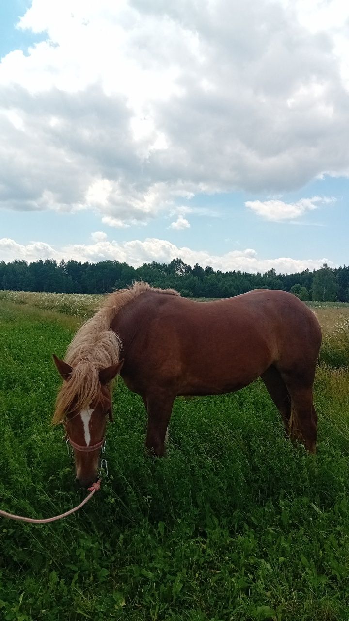 Klacz zimnokrwista