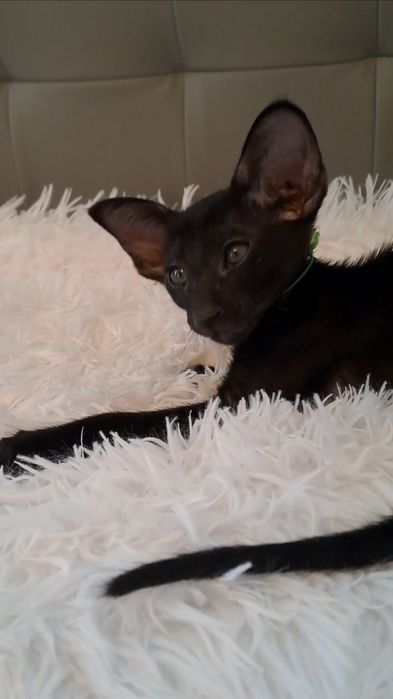 Ориентальный котёнок кот