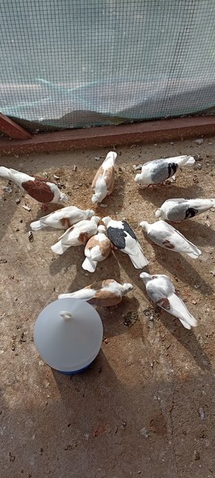 Sprzedam gołębie mewki