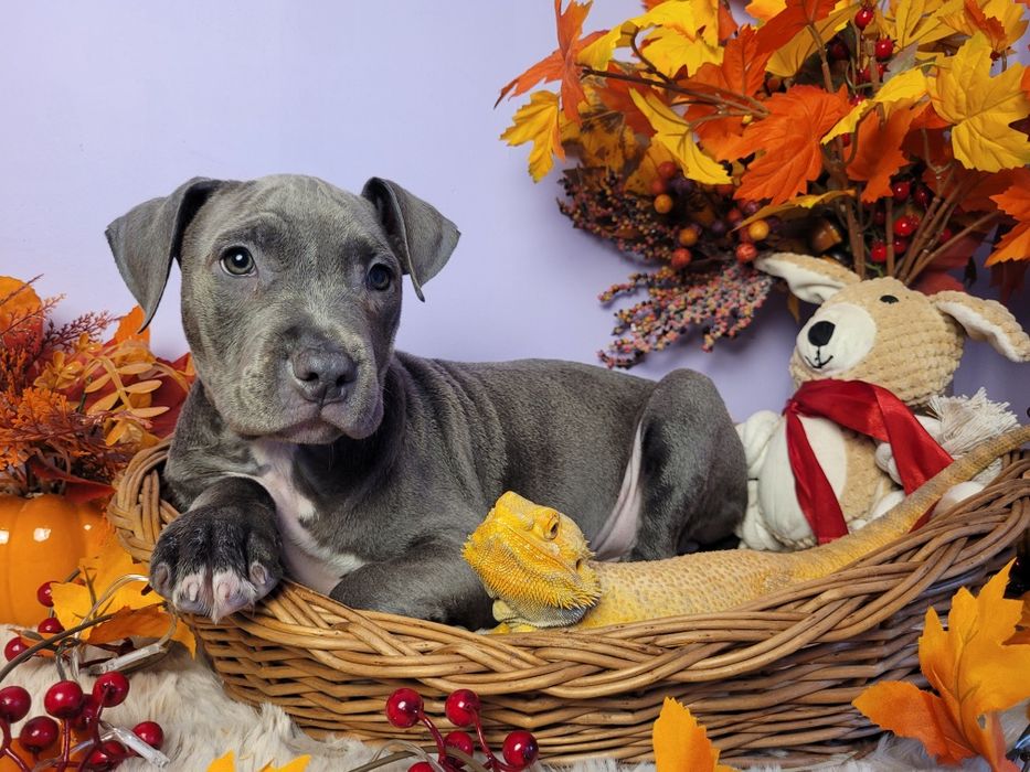 Śliczny piesek Amstaff blue!