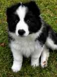 Border Collie  piesek FCI