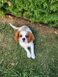 Piesek Cavalier King Charles Spaniel