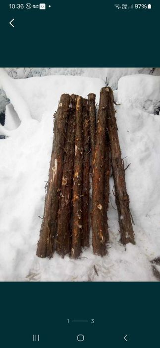 Стовбури, стволи ялівцю.