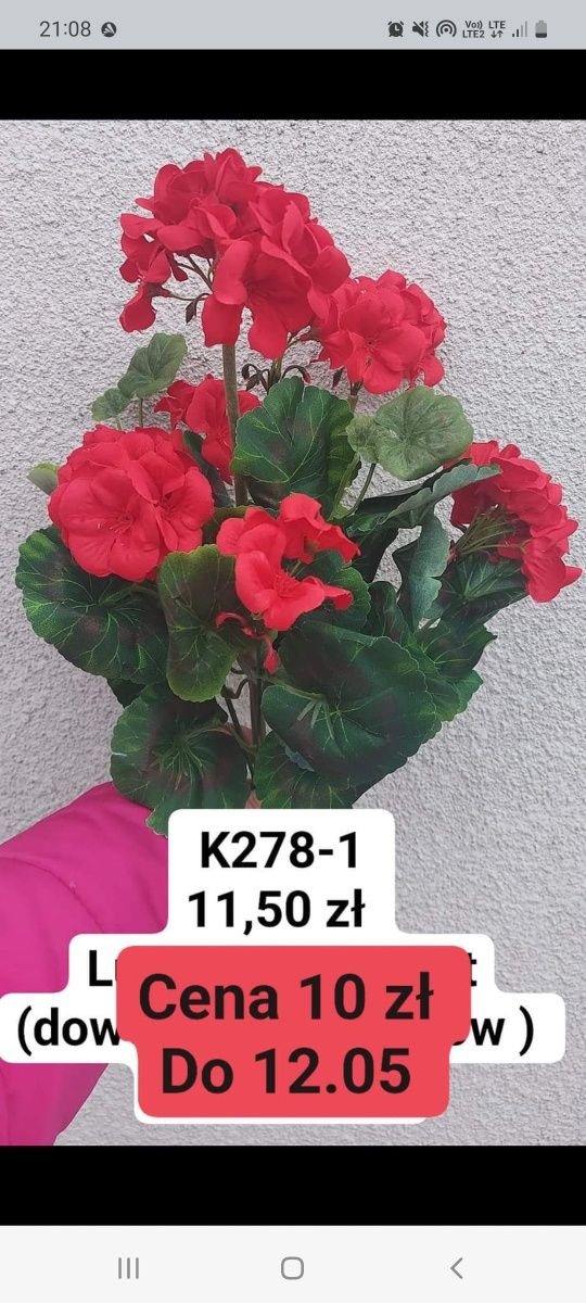 Pelargonia sztuczna promocja