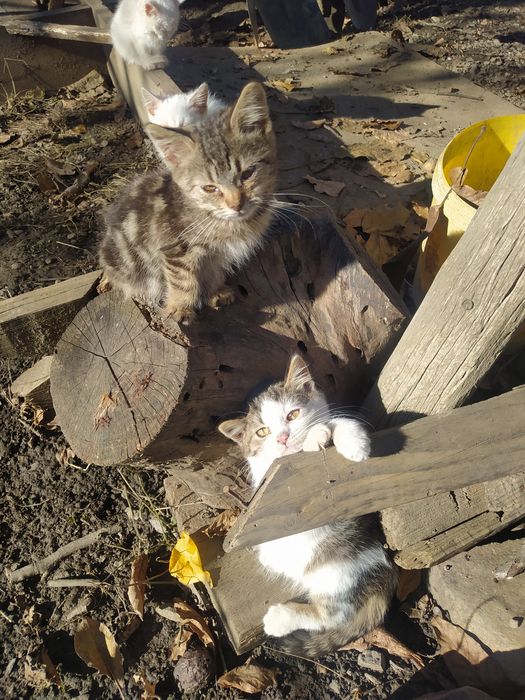Віддам маленьких кошенят у добрі руки !