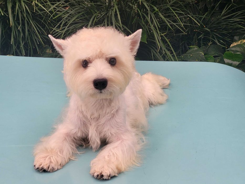 Якщо ви мрієте о цуценяті Вест Хайленд Уайт Тер'єрі