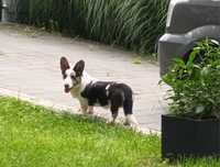 Welsh Corgi Cardigan blue merle
