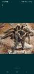 Lasiodora Parahybana samica ok 3,5 DC
