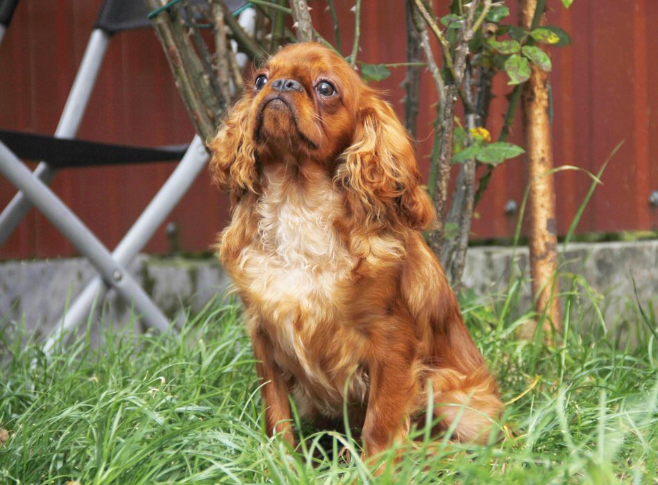 King Charles Spaniel