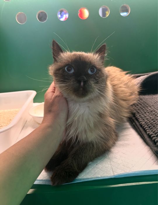 Сіамська тайська киця в добрі руки