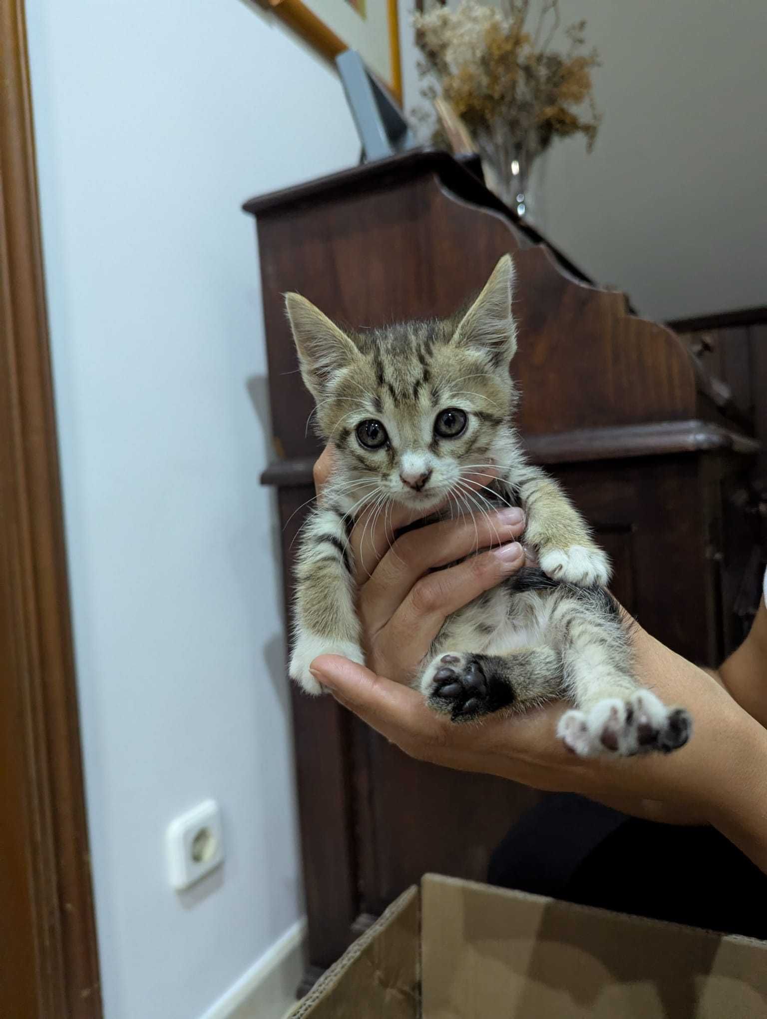 Gatos bebés adoção