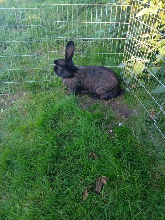 Królik samica młoda 2 letnia i 2 młode króliki 4 miesięczne