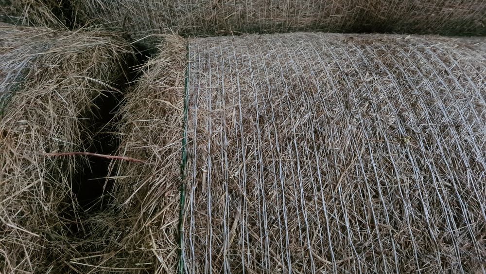 Siano bela -  2025r. Pierwsze koszenie, siatka lub sznurek