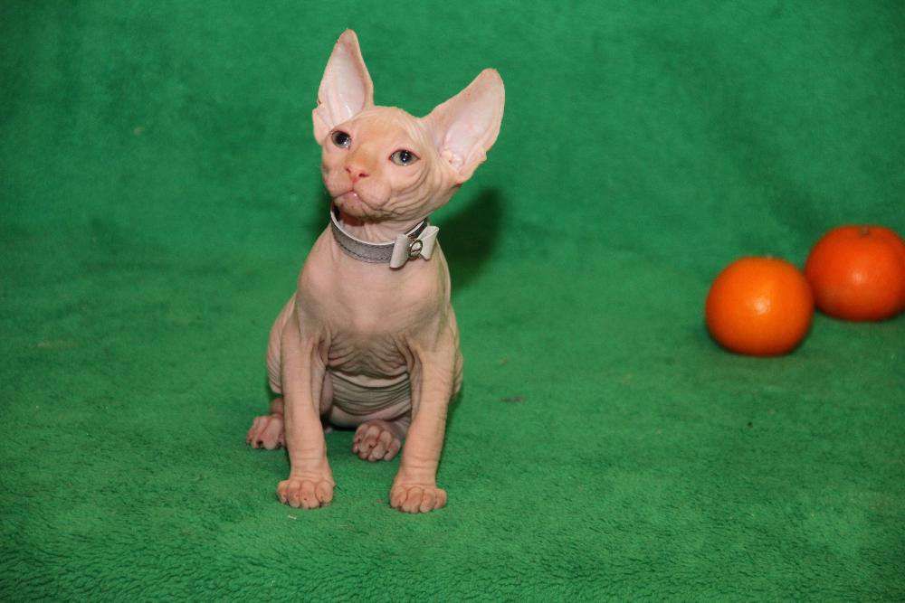 Голубоглазые котята