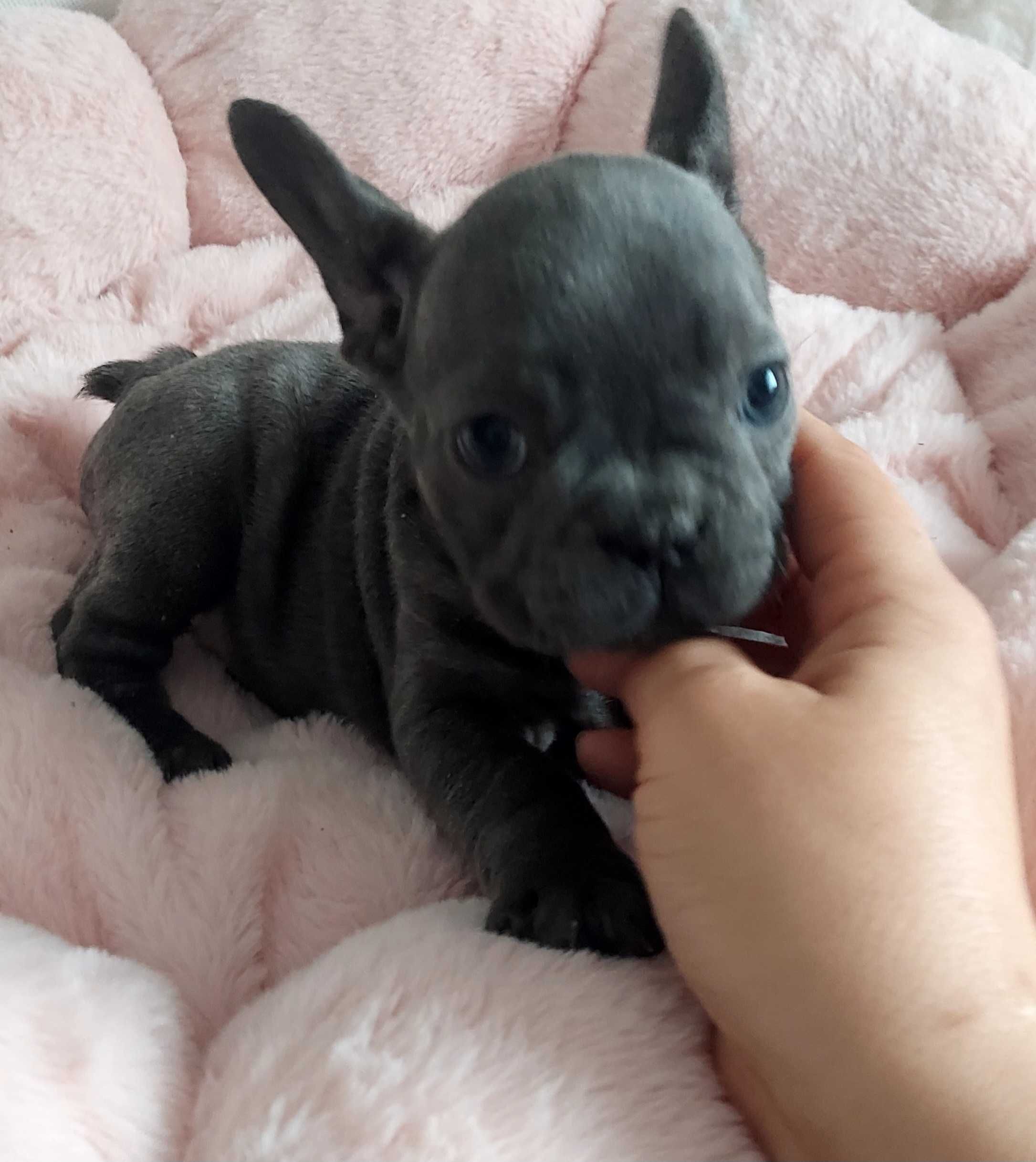 *Buldog francuski suczka blue blu niebieska do odbioru od 15.07