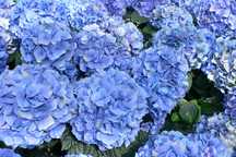 Hortensja, hydrangea ,hortensje ogrodowe, bukietowe,