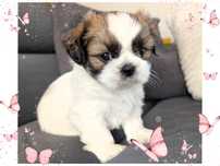 Suczka Shih Tzu szczeniak Shih-tzu