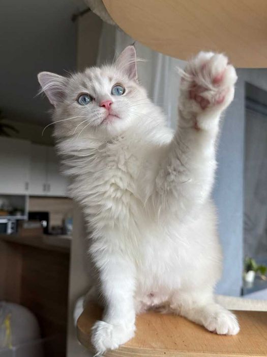 Ragdoll - Kotka z rodowodem Lazurowe Łapki*PL - Eowinka