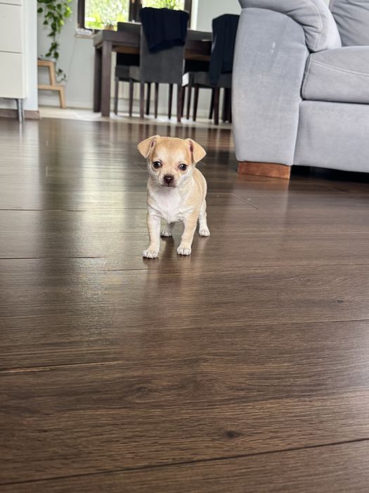 Chihuahua piesek