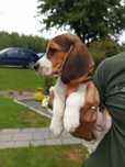 Suczka Beagle Gotowa