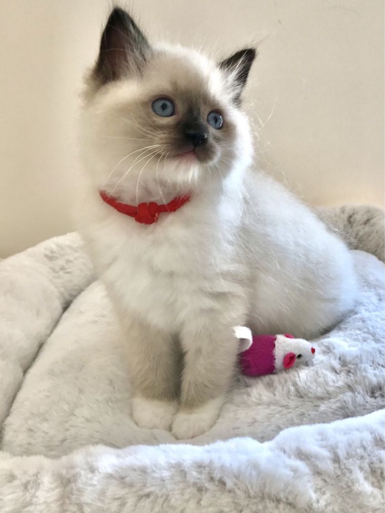 Ragdoll Wspaniała koteczka Olga - Wrzesien