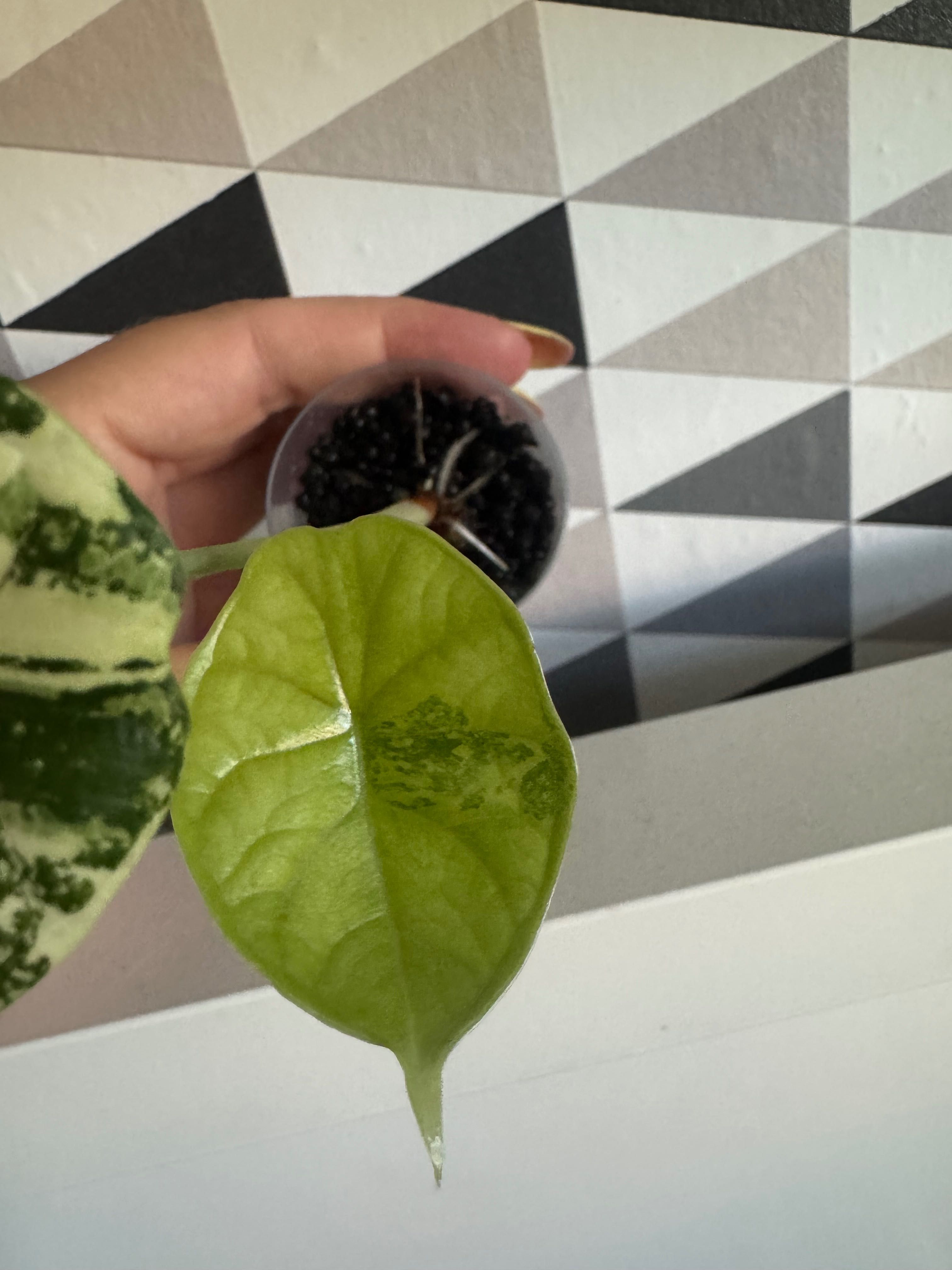 Alocasia Alokazja Dragon Scale Variegata 2 liście cudne wybarwienie
