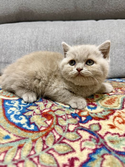 Gatinho macho british shorthair